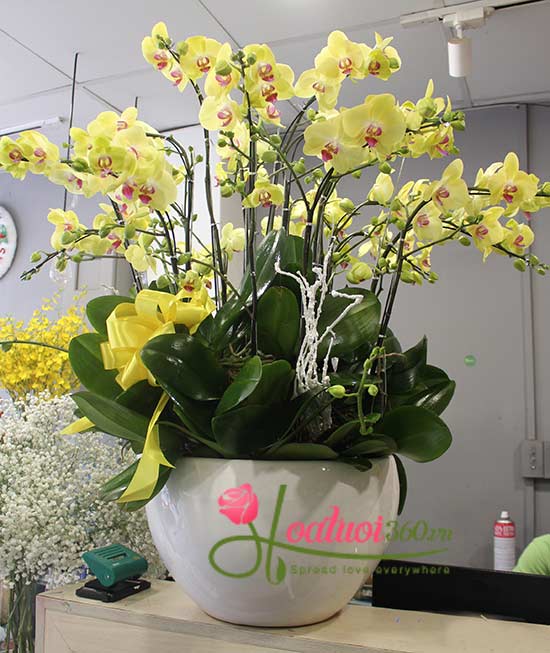 Chậu lan hồ điệp tết màu vàng tặng sếp Chậu lan hồ điệp tết màu vàng tặng sếp